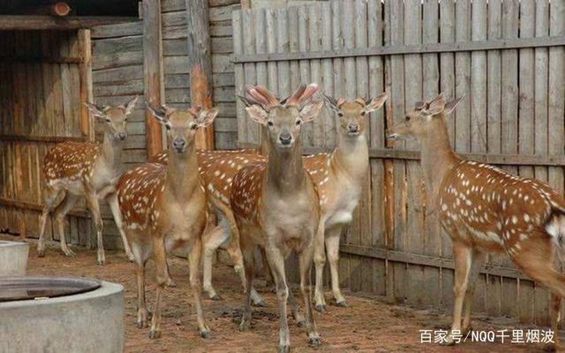 了解梅花鹿种鹿:养殖知识全解