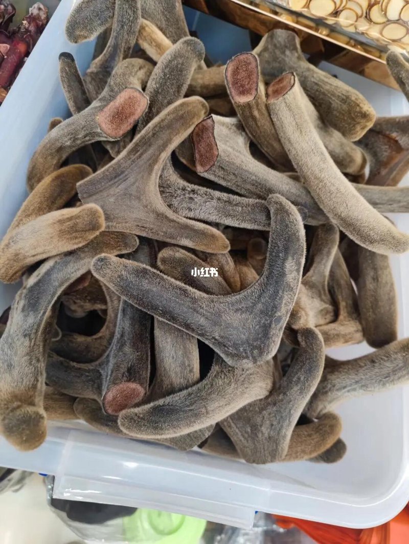 如何高效培育梅花鹿种鹿?这里有一套实用技巧!