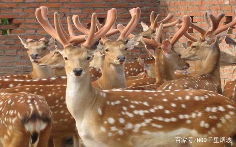 梅花鹿养殖行业动态:探索新的市场机遇