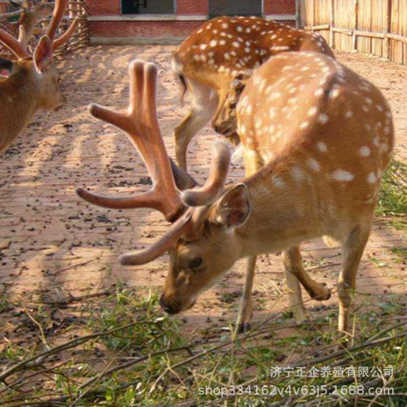 梅花鹿养殖技术:探索自然之美